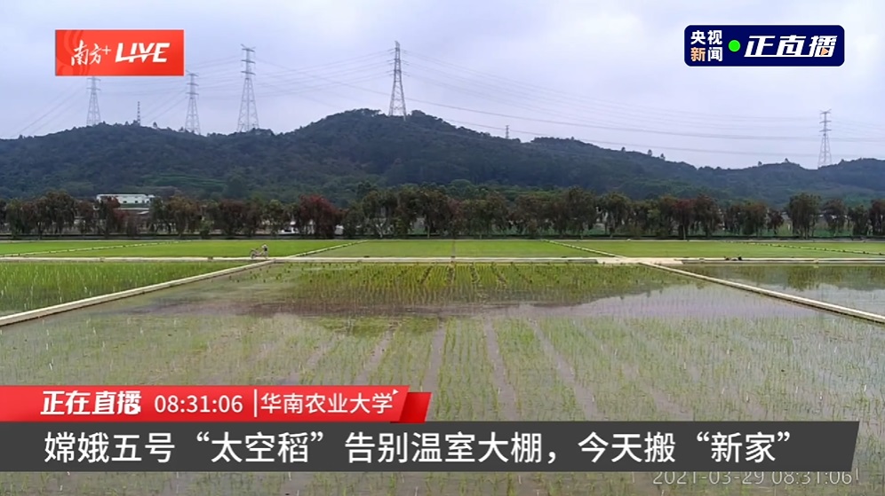 嫦娥五号太空稻移栽至试验田（目前在广东播种）