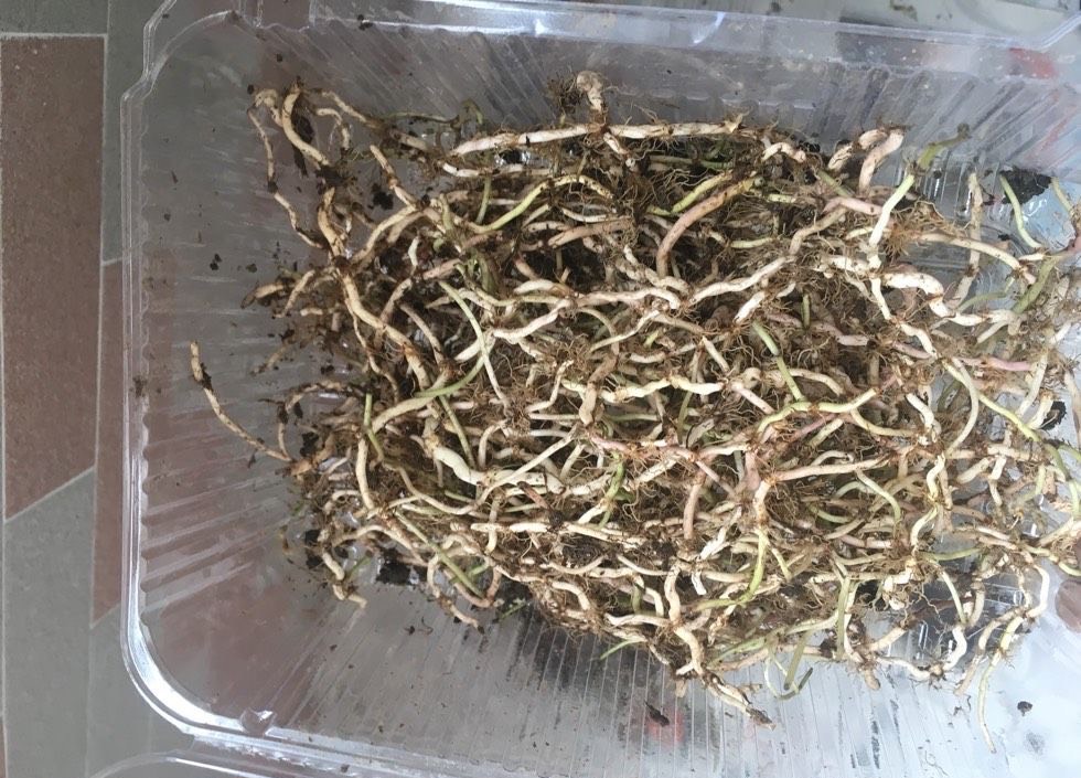 冬天铜钱草怎么养比较茂盛（分享铜钱草2种茂盛过冬技巧）