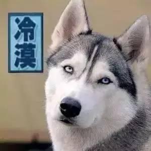 哈士奇幼犬多少钱一只，2020年哈士奇价格大盘点