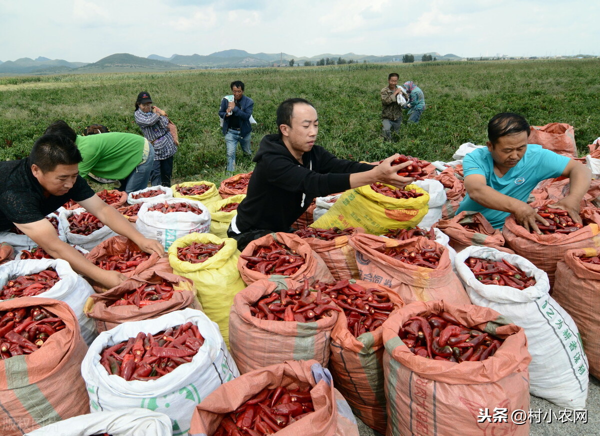 在农村干什么赚钱，这几个好点子不容错过