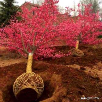 在农村干什么可以赚钱最快，适合农村的十个致富项目