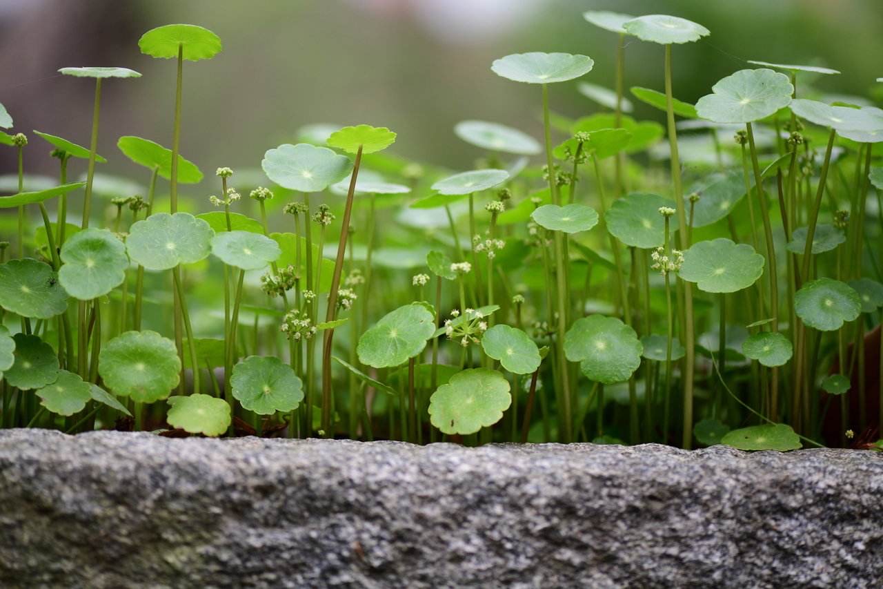 冬天铜钱草怎么养比较茂盛（分享铜钱草2种茂盛过冬技巧）