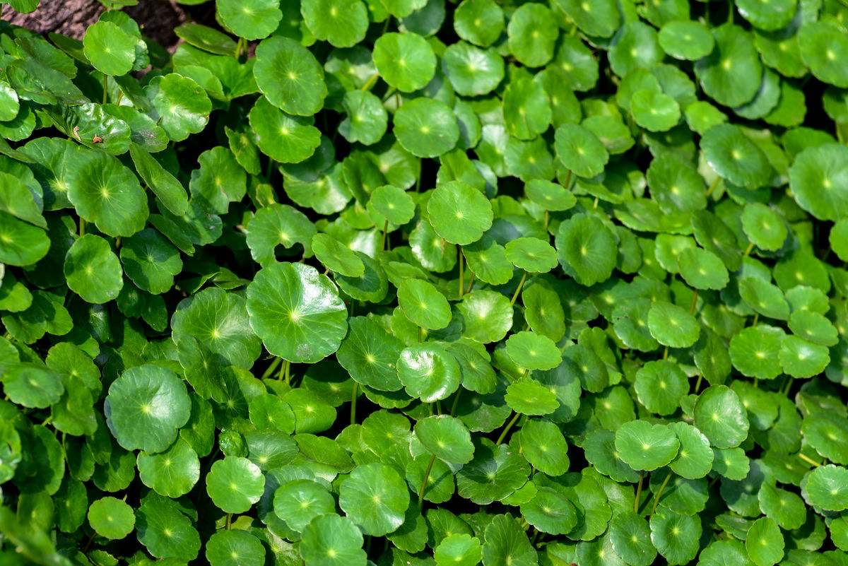 冬天铜钱草怎么养比较茂盛（分享铜钱草2种茂盛过冬技巧）