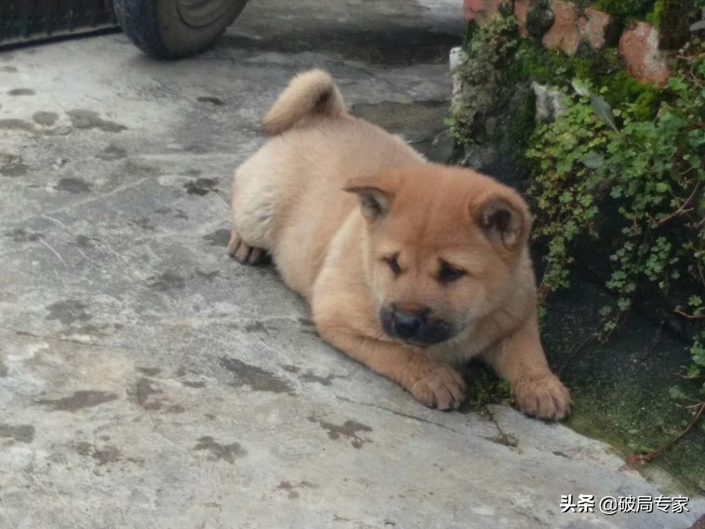 养狗挣钱吗成本多少 （养殖宠物狗繁殖的利润）